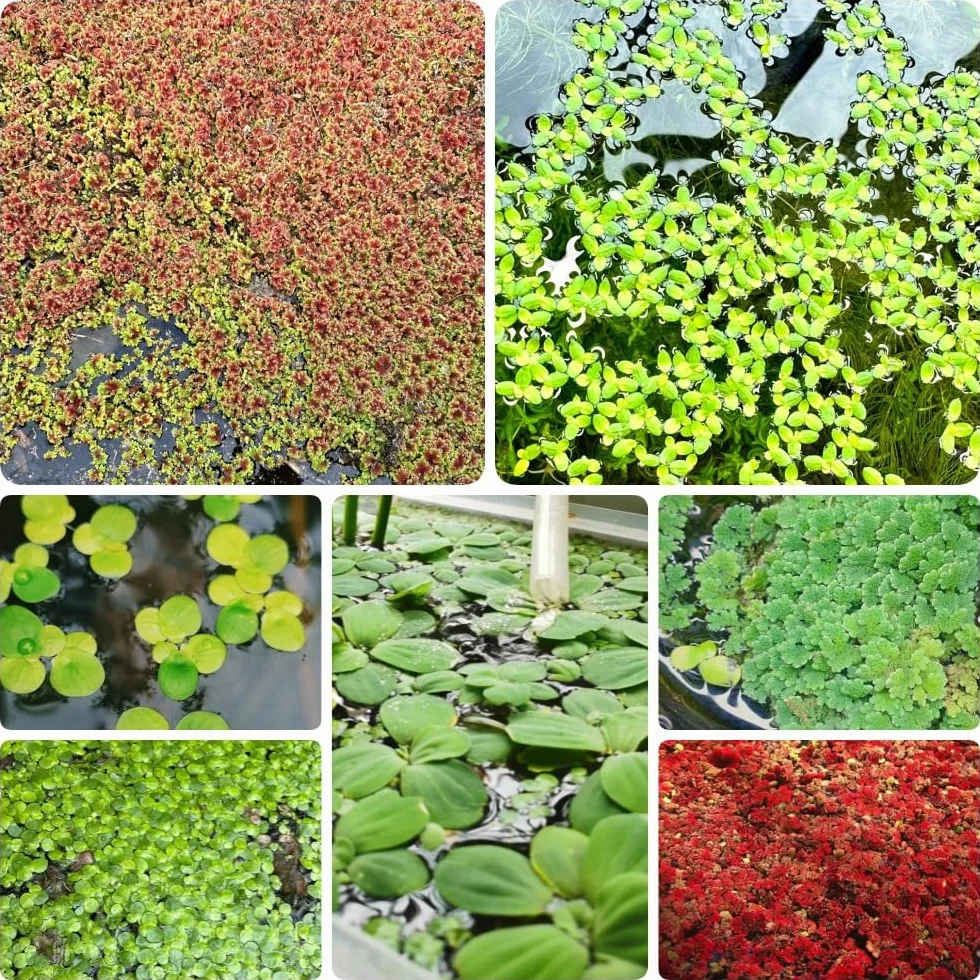Semillas de lenteja de agua para estanques 500pcs acuáticas variedades antiguas sostenible