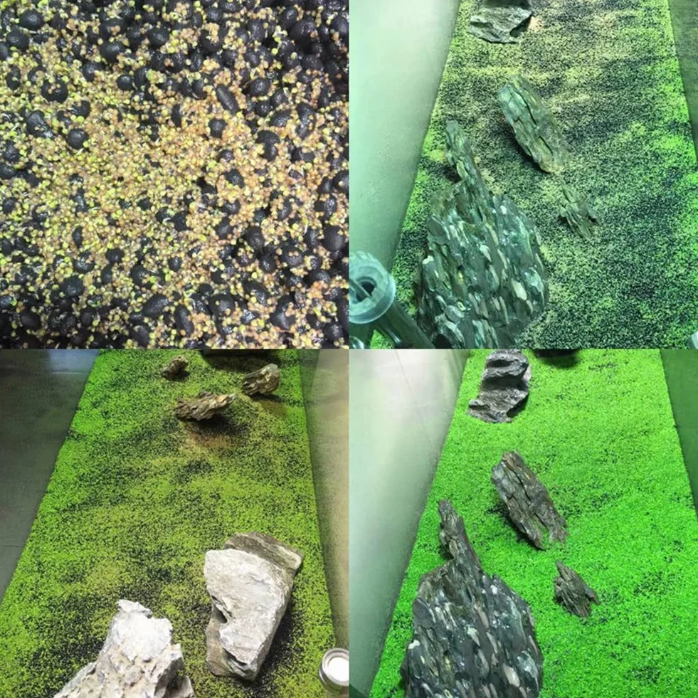 Semillas de plantas de acuario para pecera, decoración de hierba de agua, planta de primer plano de jardín