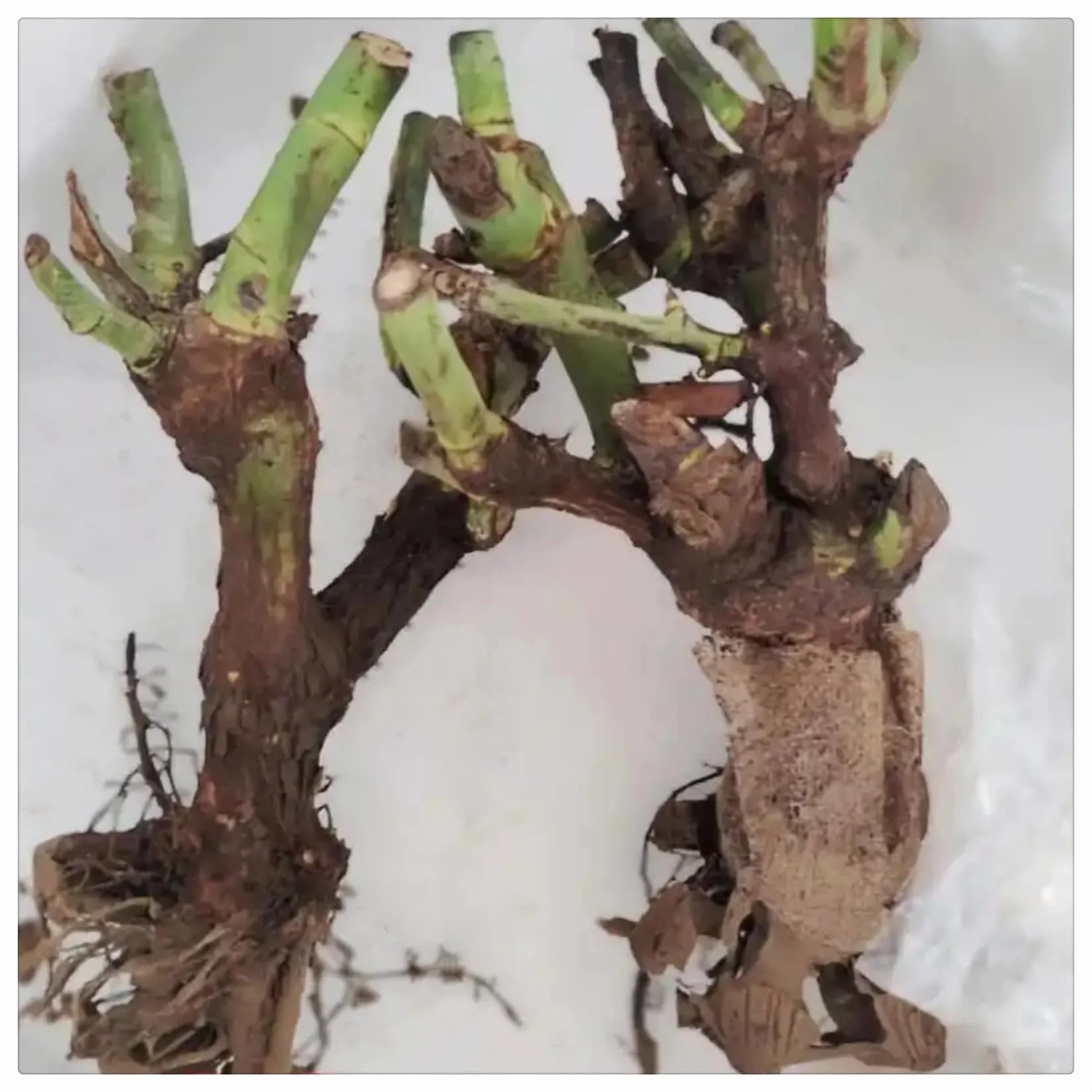 Raíces de rosas resistentes al frío para terraza y jardín vertical 2 rizomas