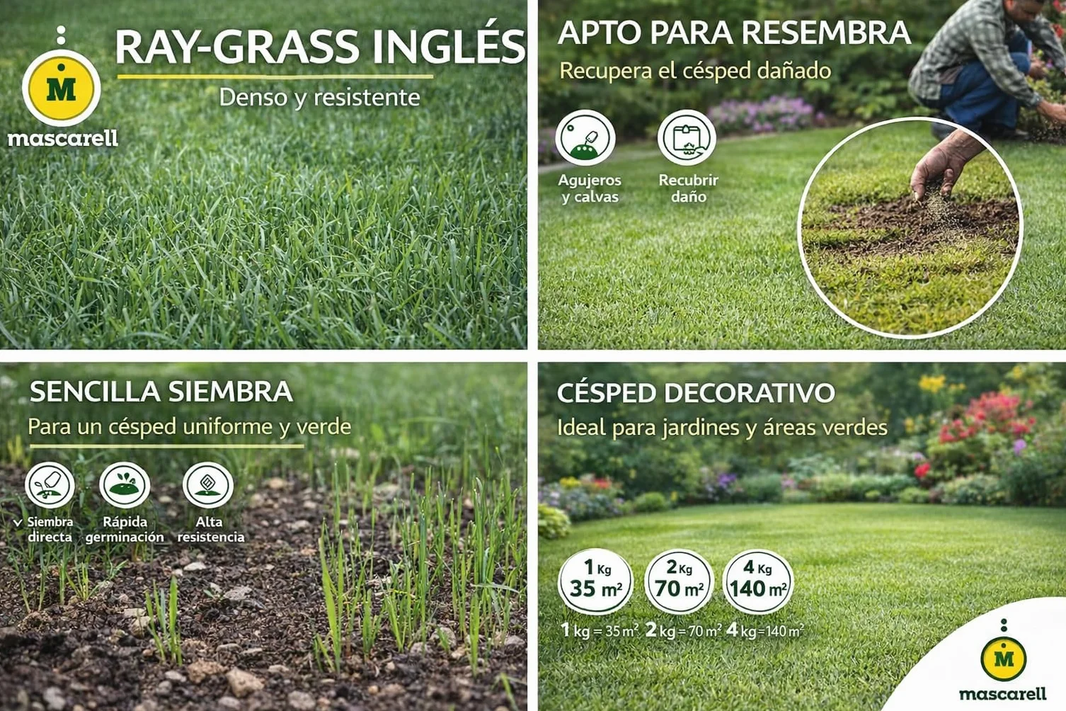 Mascarell Semillas de Césped Ray-Grass Inglés Lolium Perenne 1kg Rápida Implantación Resistencia al Frío