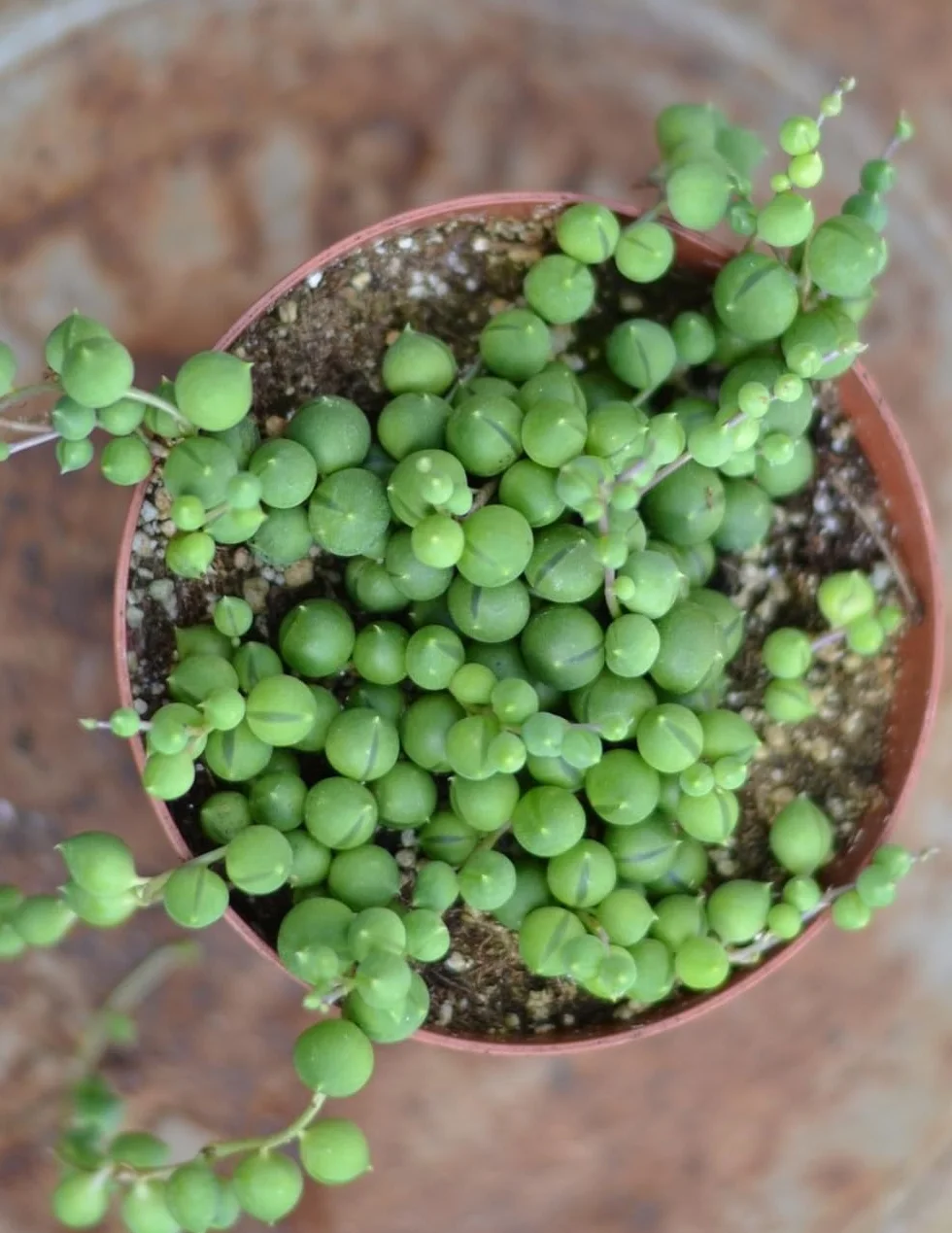 Senecio Rowleyanus 20-25 cm Planta Natural Suculenta Colgante Hojas Verdes