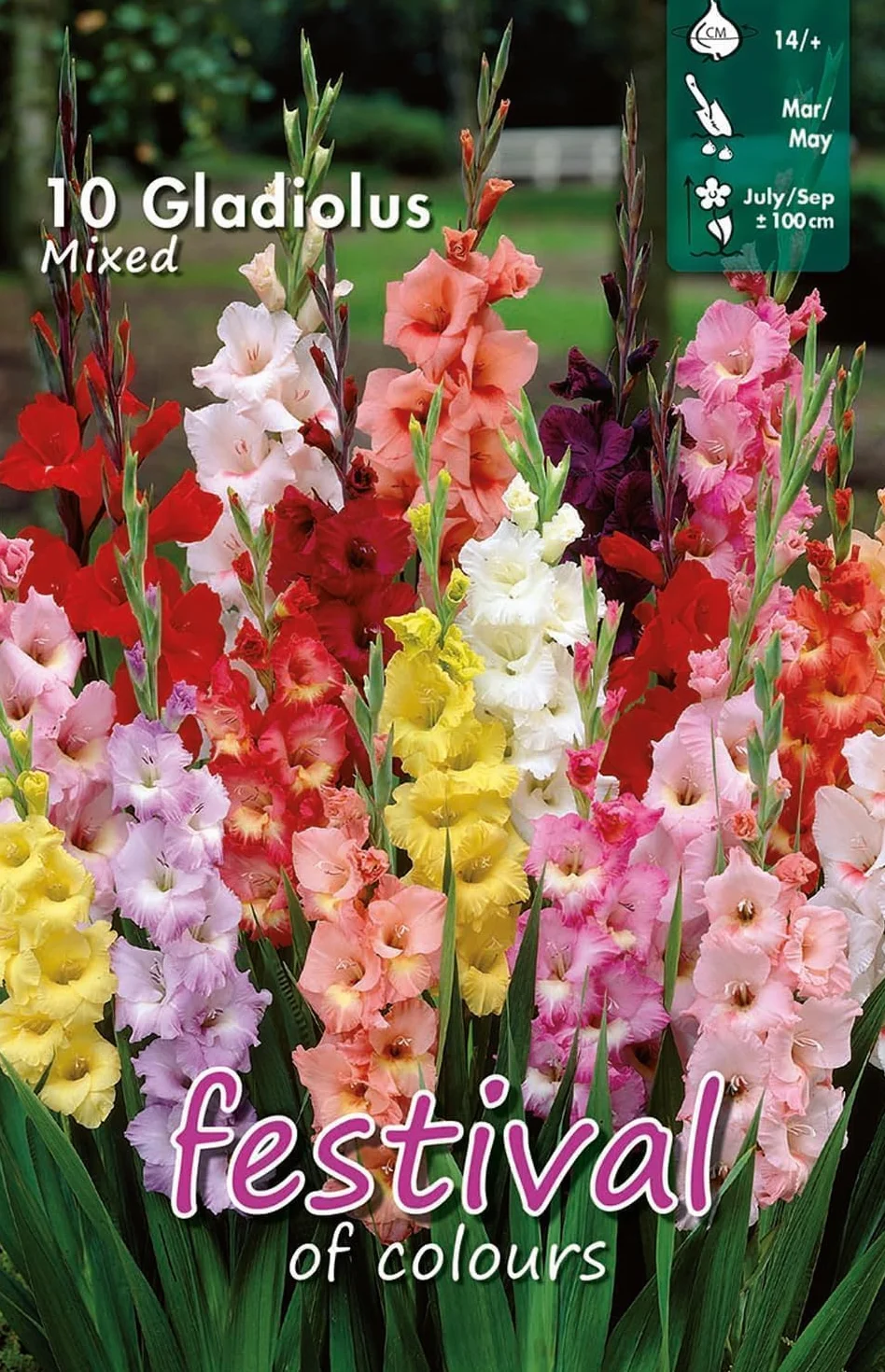 Gladiolos MIX Bulbos de Flores Holandeses Selección Calidad Floración Garantizada