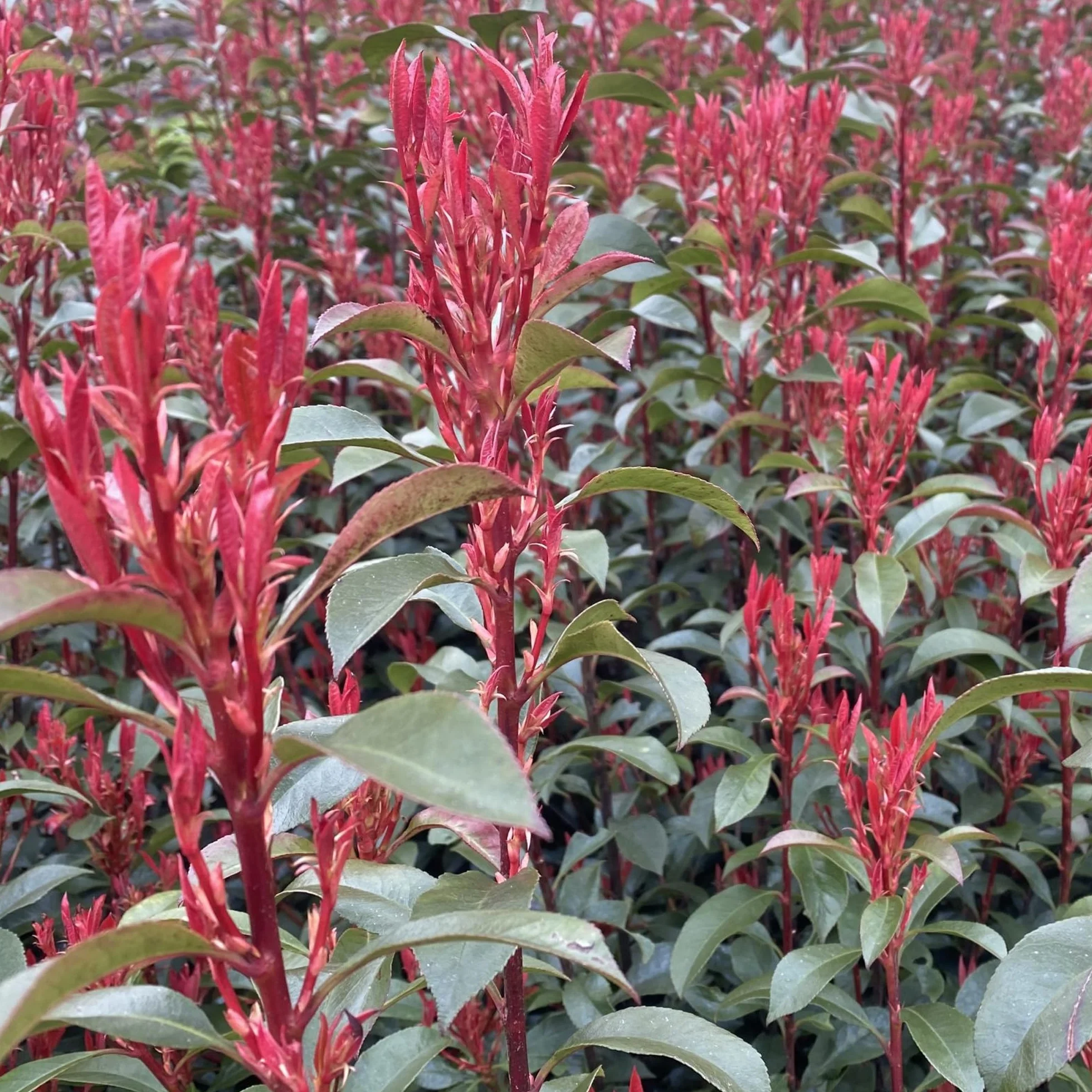 Photinia Carre Rouge Árboles Ornamentales en Maceta para Jardines
