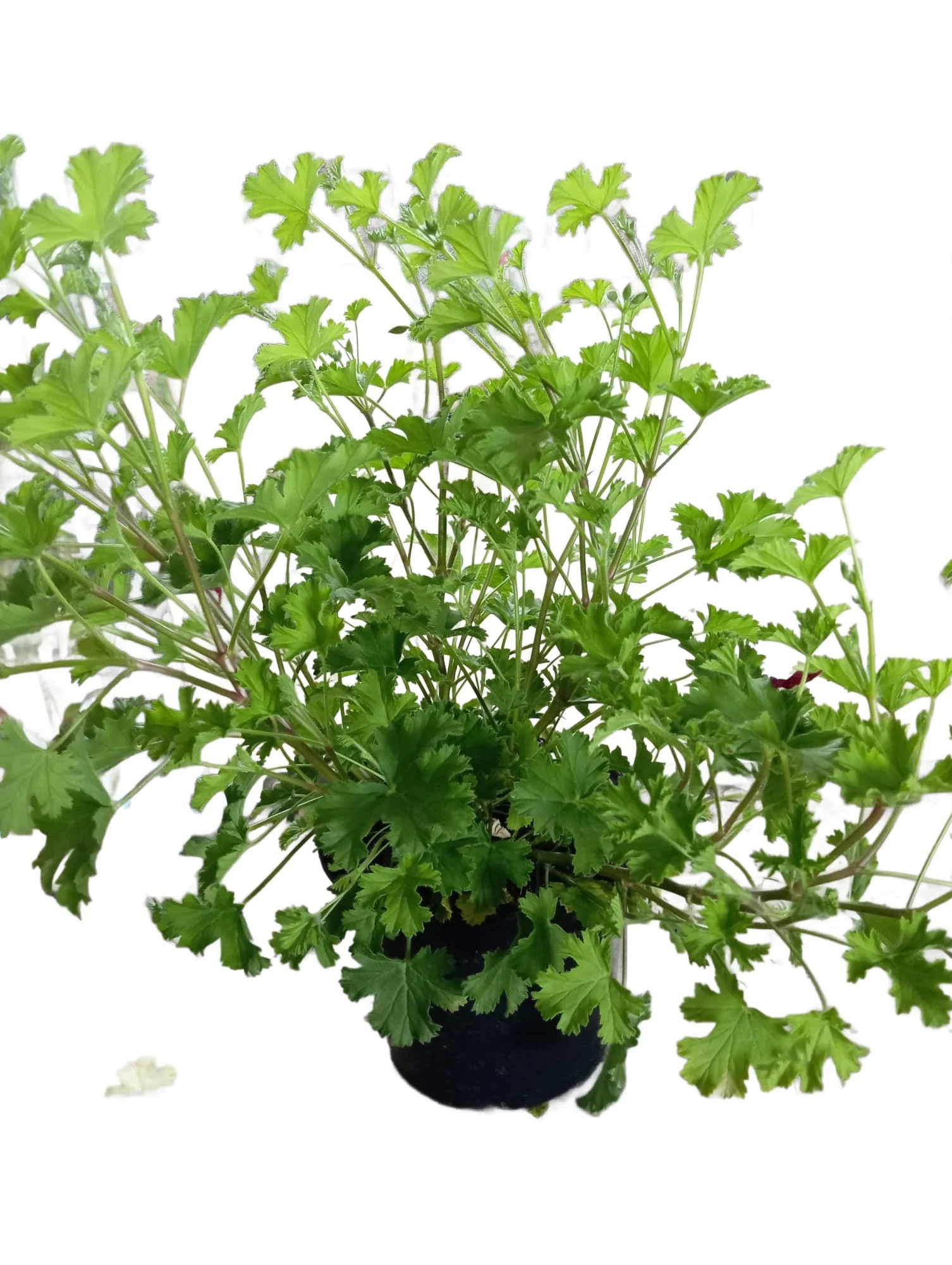Geranio Citronela Planta Exterior Repelente Aroma Cítrico
