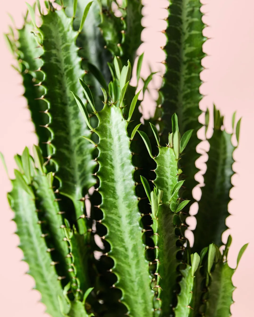 Euphorbia trigona Suculenta natural resistente decorativa Maceta Ø17 cm