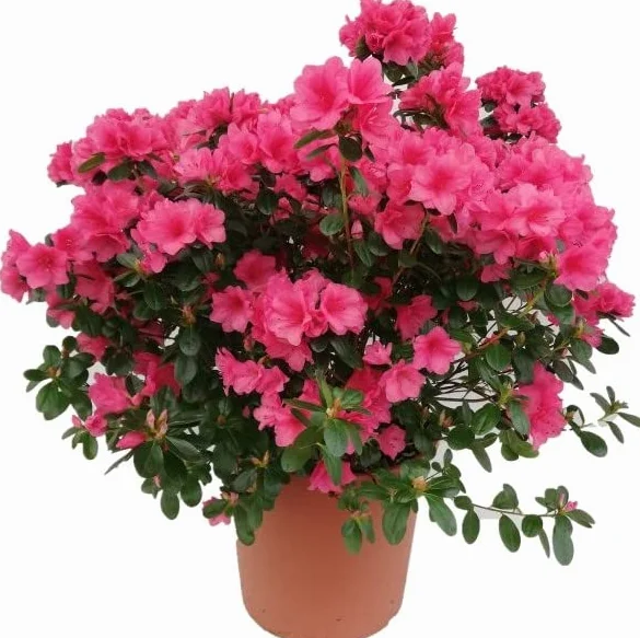 Azalea Natural Planta Arbustiva Exterior Flores