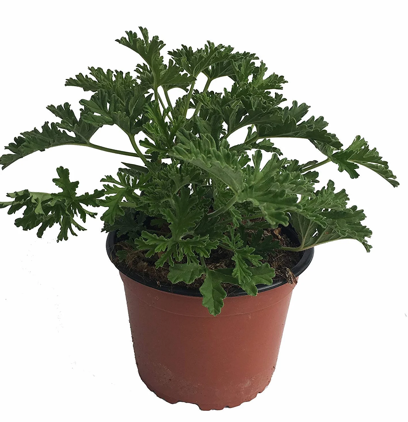 Citronella Planta Anti Mosquitos Maceta 15cm Pelargonium Citrodorum Graveolens Planta Aromática Viva Pack 2