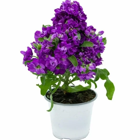 Alhelí Planta Natural en Maceta Flores de Exterior Aromáticas Resistentes para Jardines