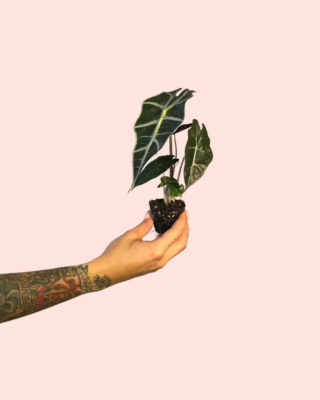 Alocasia Amazónica Polly Planta Natural Tropical de Interior Hojas Verde Oscuro Nervaduras Blancas Maceta Ø6 cm
