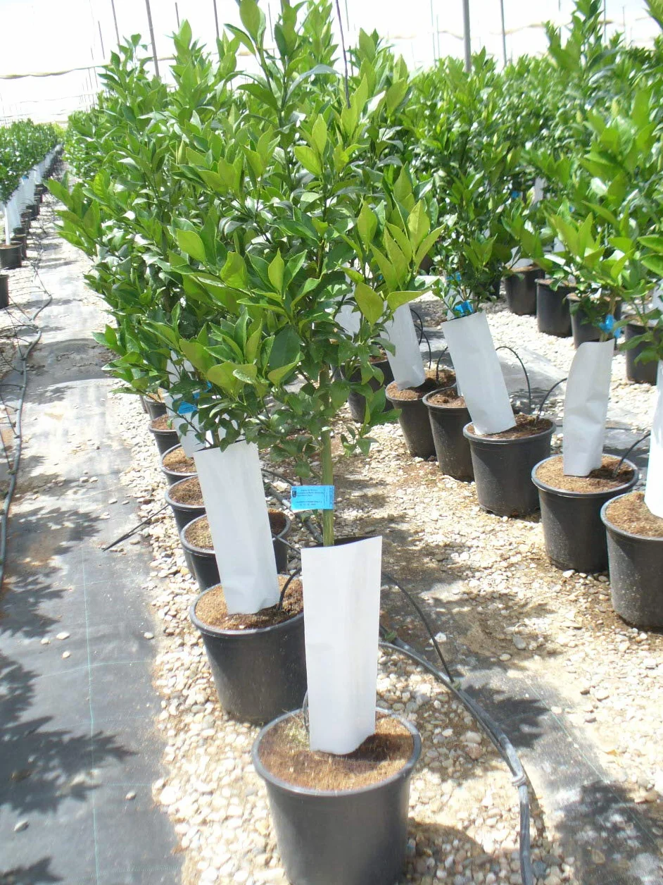 Naranjo árbol 135-150 cm
