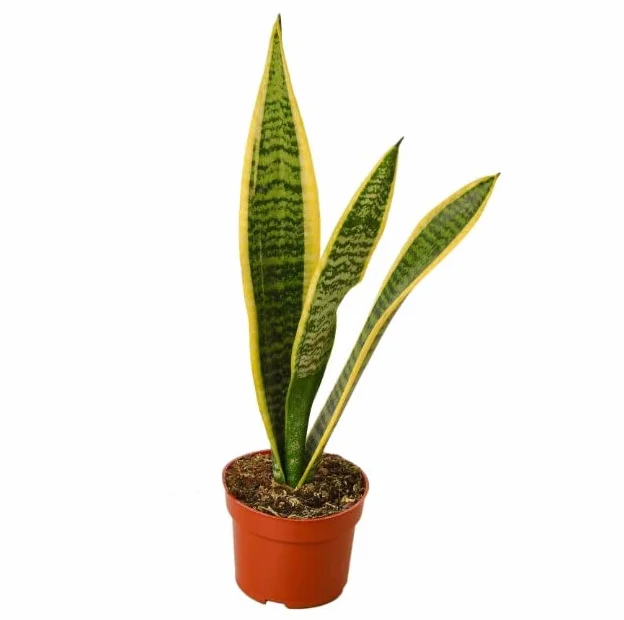 Sansevieria Trifasciata Laurentii | DECOALIVE | Planta de Interior Natural | Lengua de Suegra Planta Espada