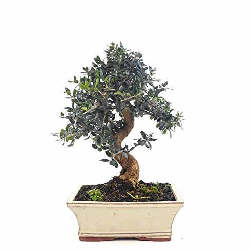 BONSAI DE OLIVO SILVESTRE 9 AÑOS