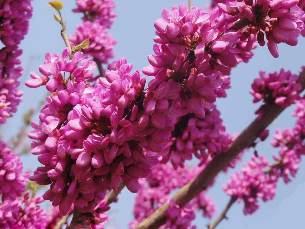 Nasiona Arbol de Judas (Cercis siliquastrum) 15 sztuk