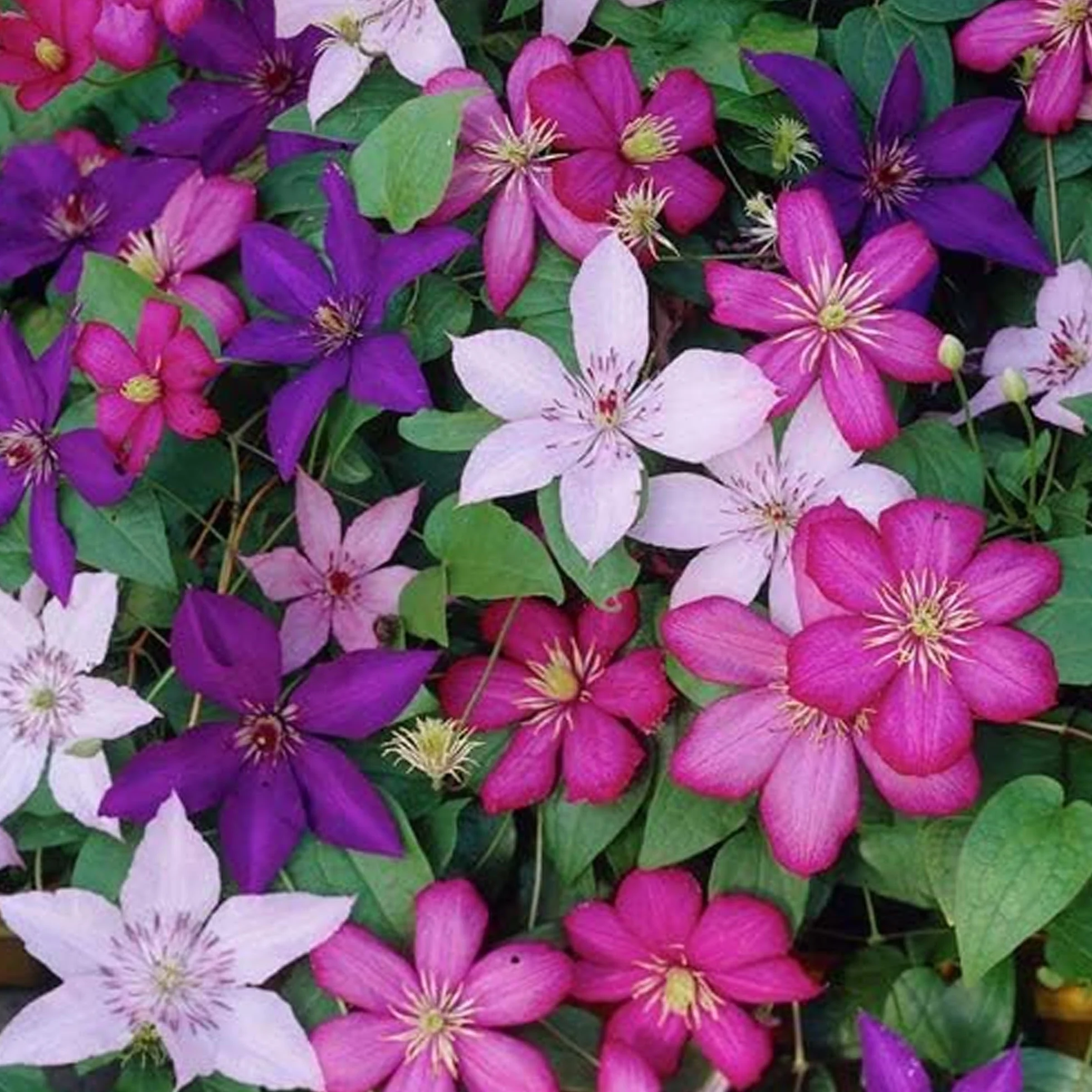 CLEMÁTIDE ARCOIRIS 4 Plantas Mezcla de Colores para Jardín