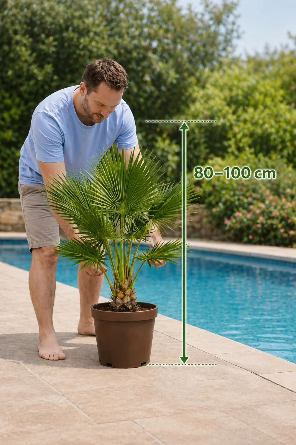 Palmera Washingtonia Natural 80–100 cm con Maceta Gratis Interior Exterior