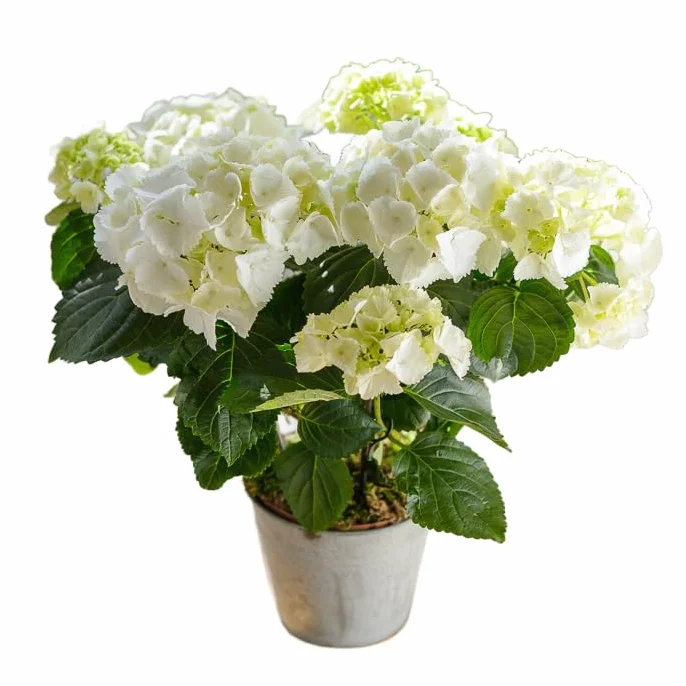 Hortensia Blanca Natural en Maceta Planta Ornamental