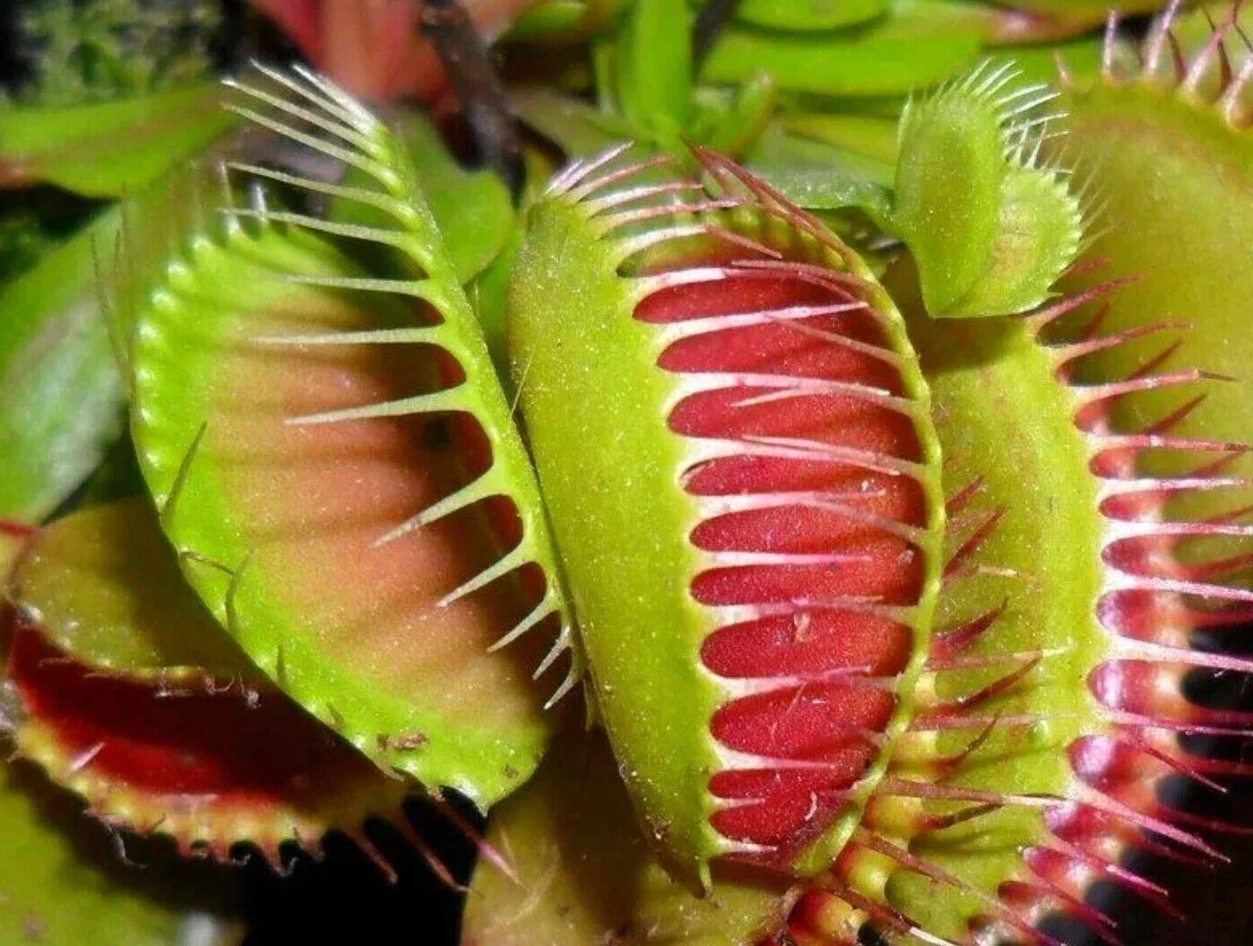 Verdecora Planta Carnívora Dionaea Muscipula Venus Atrapamoscas Maceta Ø9cm