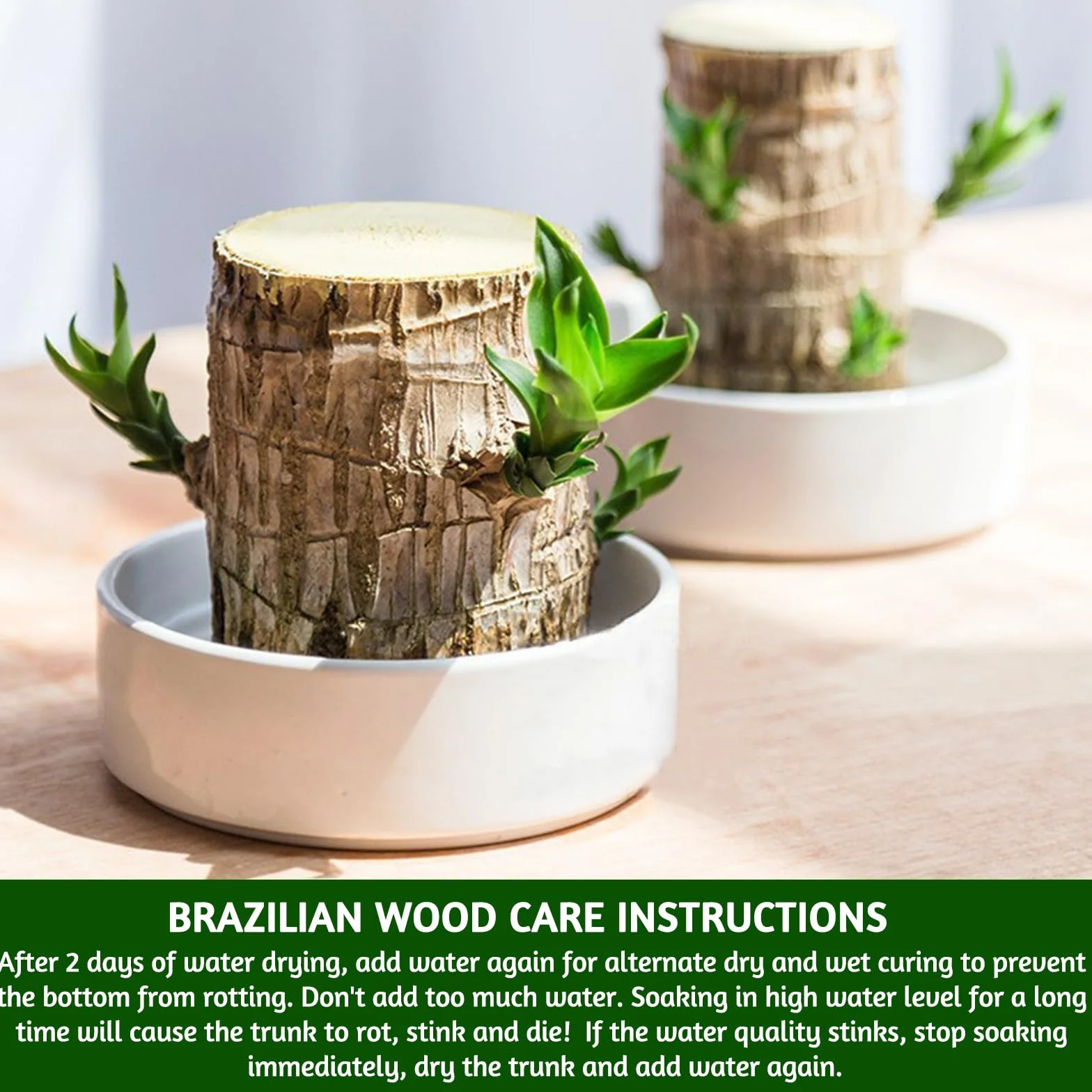 Brasil Ambú de la suerte Juego de plantas de madera con maceta