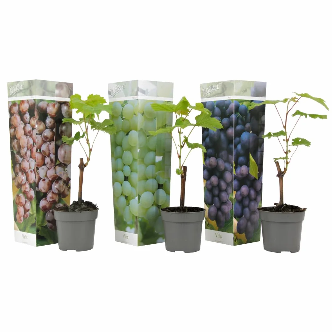 Vitis Vinifera Mezcla de 3 Plantas de Uva Maceta 9cm Altura 25-40cm