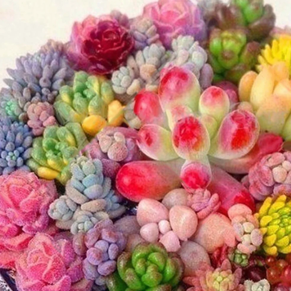 Semillas de Plantas Suculentas Ornamentales 500 Unids para Maceta Bonsai Decoración Jardín
