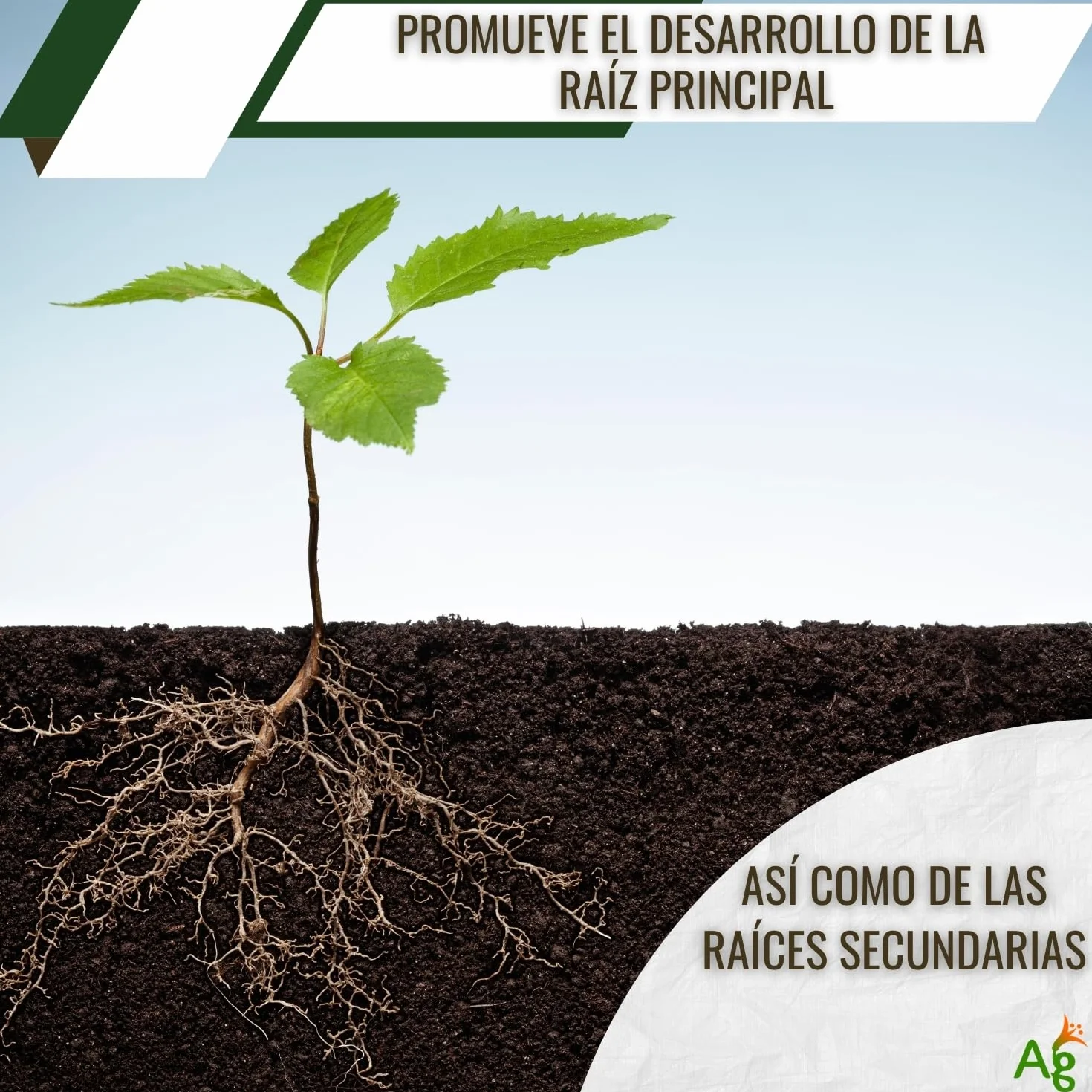 AGROBULL Enraizante Líquido Orgánico con Hormonas Naturales 1 Litro Estimulador de Raíces