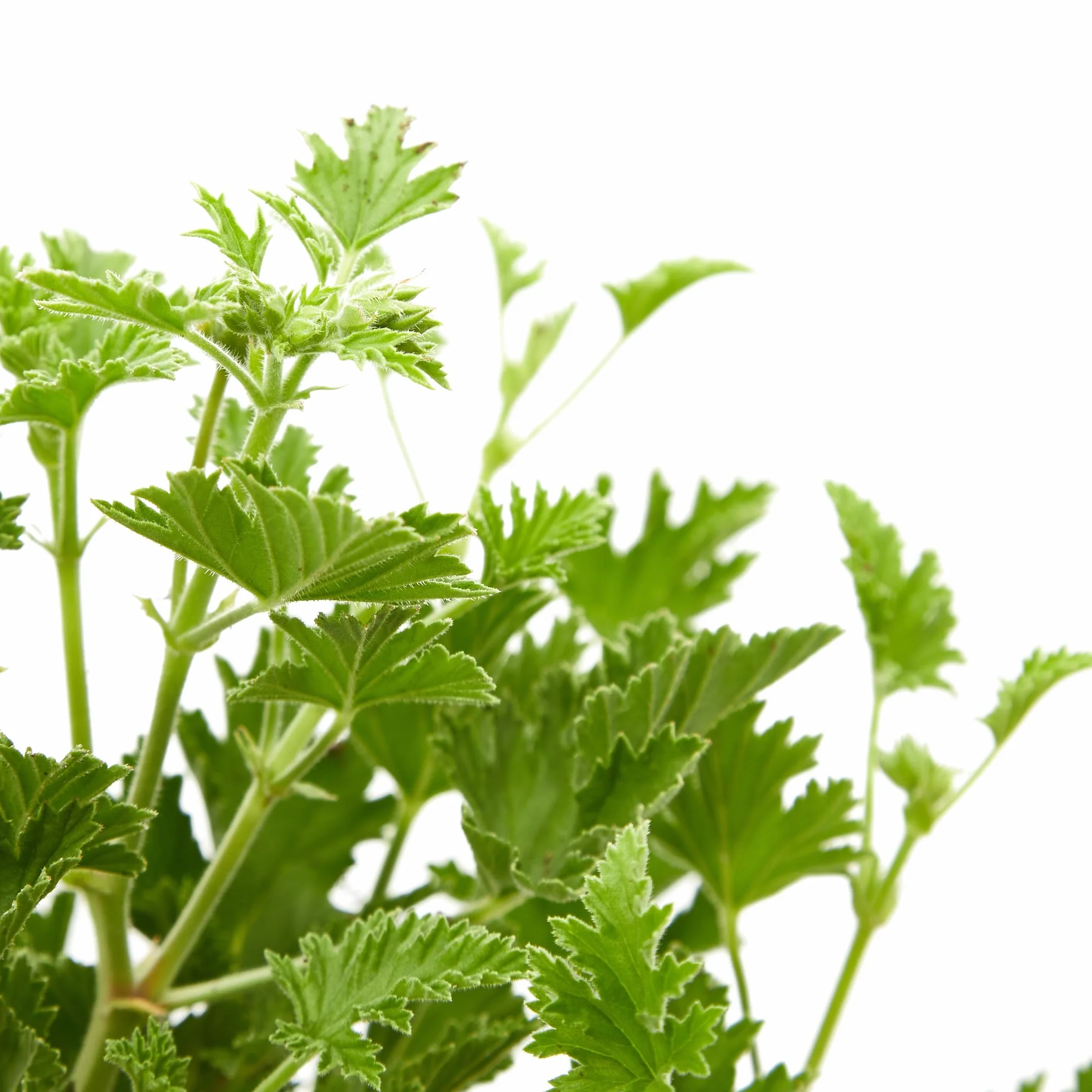 Verdecora Pack 2 Geranio Antimosquitos Pelargonium Graveolens Planta Exterior Maceta Ø13cm Citronella