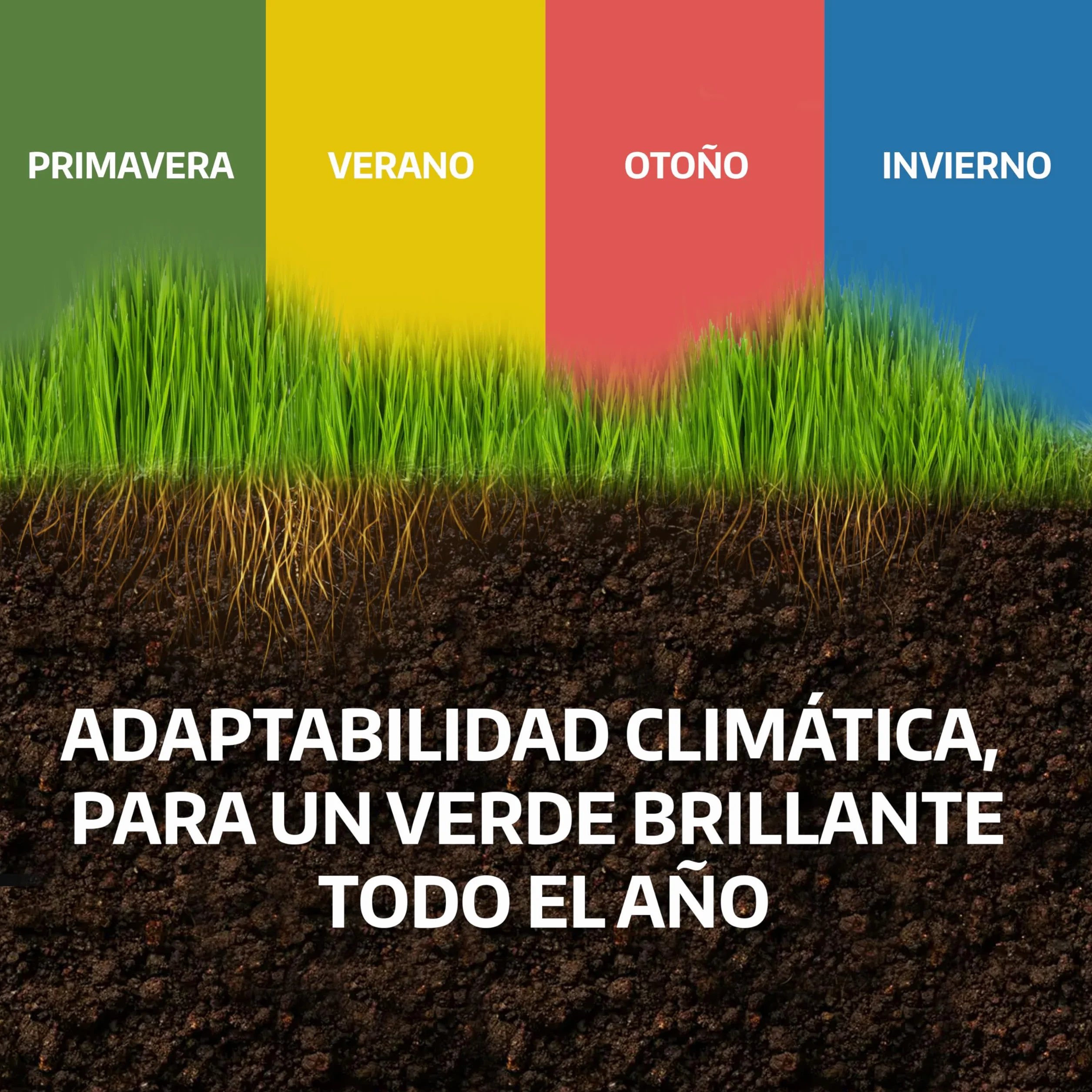 LERAVA Semillas césped grama gruesa 200 g para 20 m² resistente a la sequía