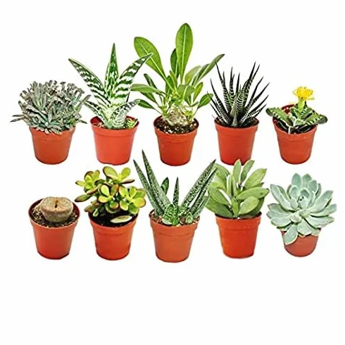 Pack de 10 Mini Plantas Suculentas Naturales - Maceta de 5cm