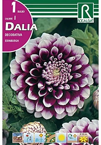 BULBO DALIA EDINBURGH 1 UD.