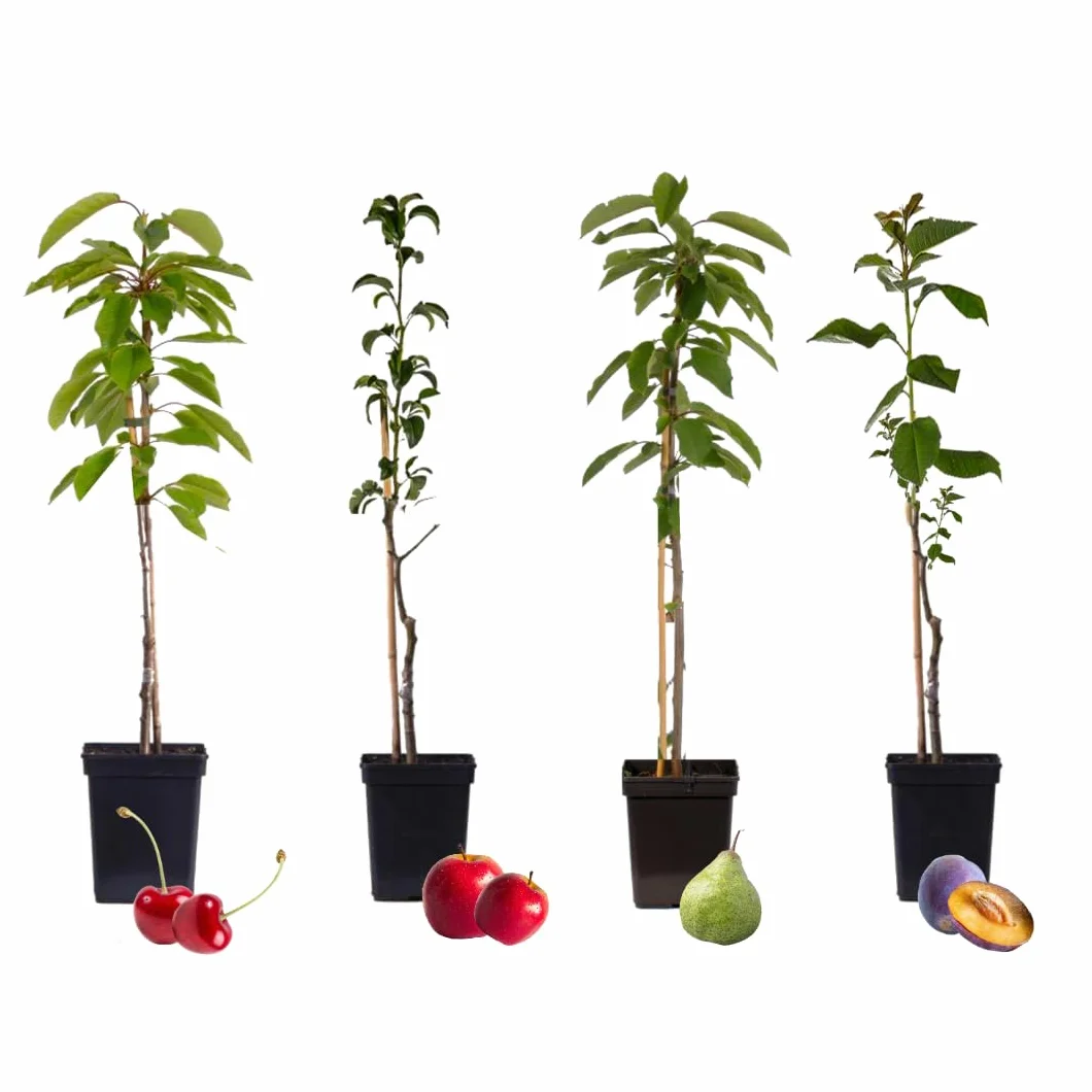 Plant in a Box - Mezcla de 4 árboles frutales columnares - Prunus - Pyrus - Malus - Maceta 9cm - Altura 60-70cm