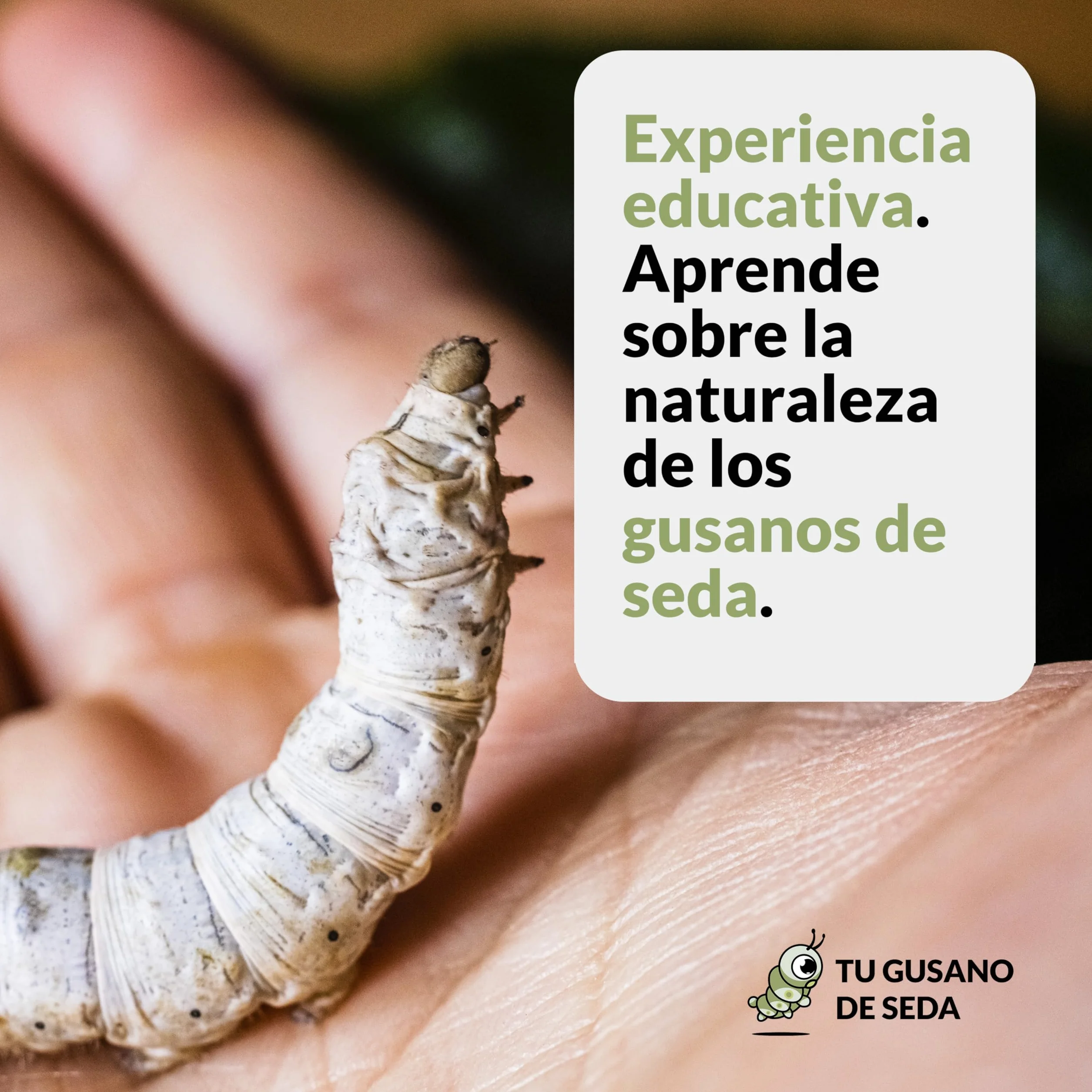 Gusanos de Seda Raza Mix 100 Huevos Eclosionan 25 Días Capullos Naturales Color Blanco Rosa Temporada 2026