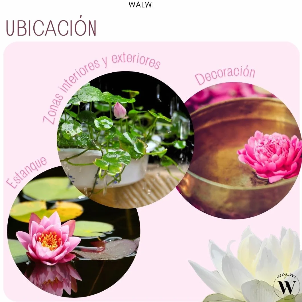 Semillas de loto Nelumbo nucifera 3 colores blanco rosa rojo planta acuática para estanque jardín