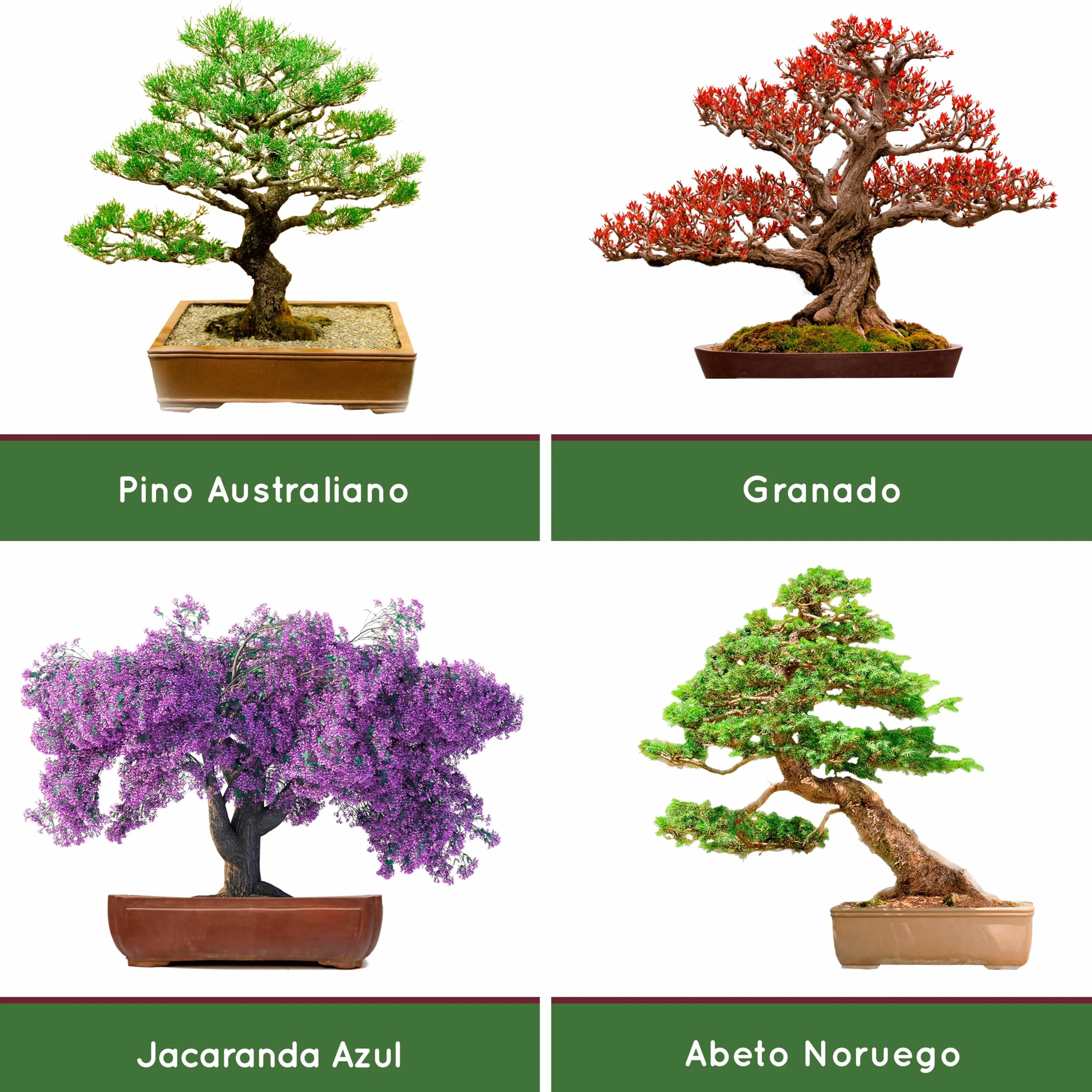Kit Vintage Bonsai 4x Especies Semillas Orgánicas Guía Completa Plantación