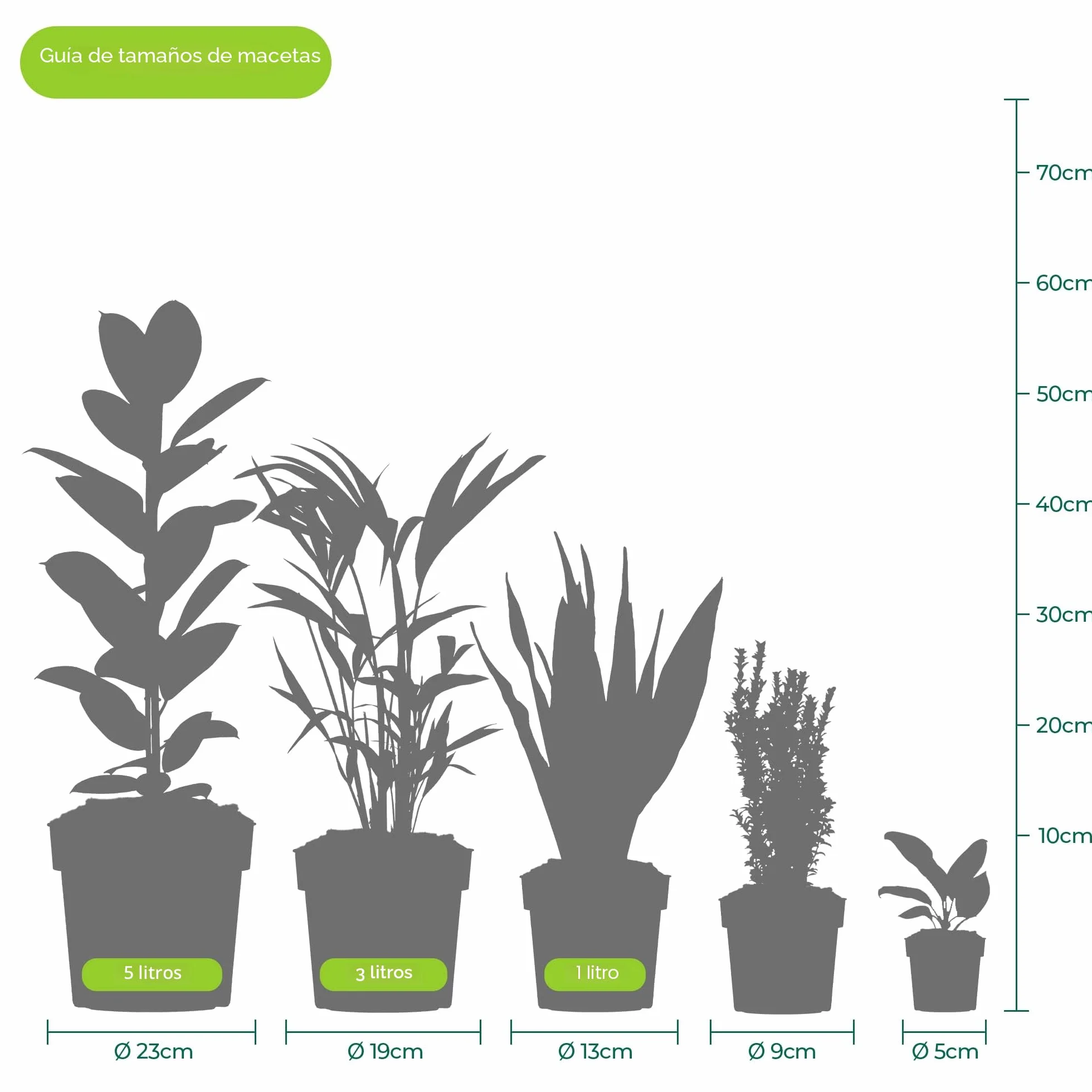 Buddleia Tricolor Arbusto de las Mariposas Colores Mixtos Planta de Jardín en Maceta