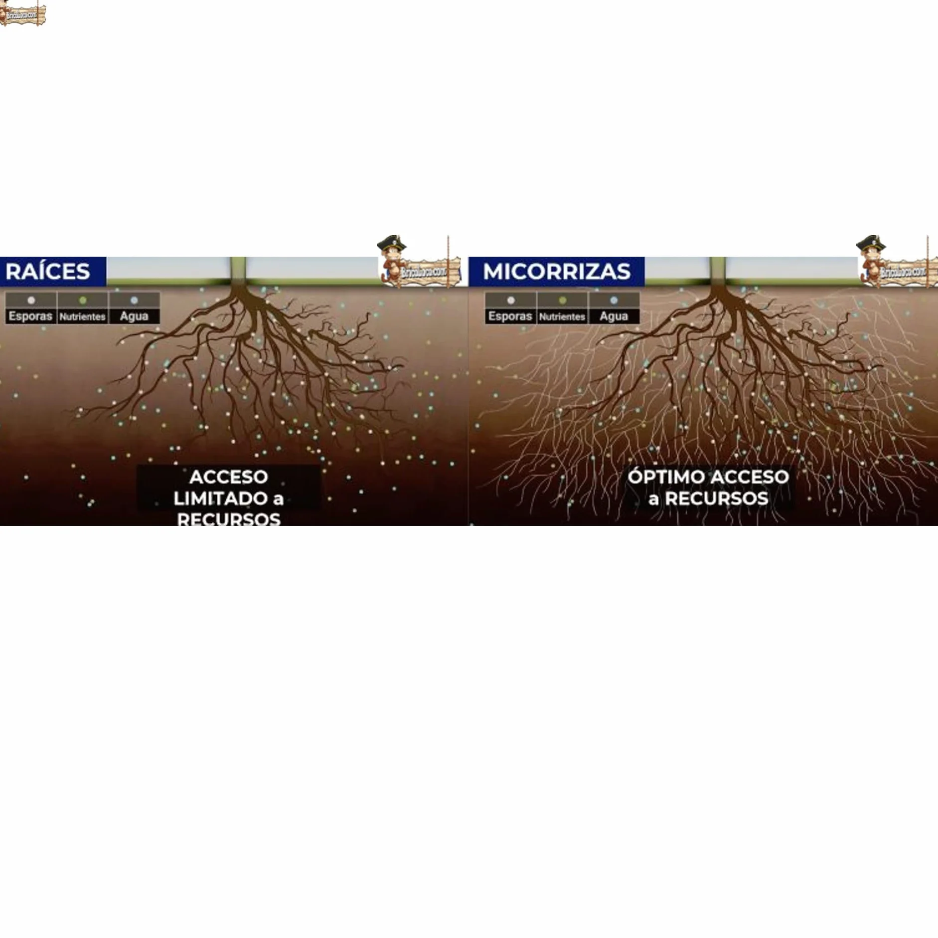 Micorrizas trichoderma bacterias rizosfera 300 uds Pastillas enraizante fungicida enraizador estimulador Acelerador Fortalecer raíces Plantas árboles esquejes
