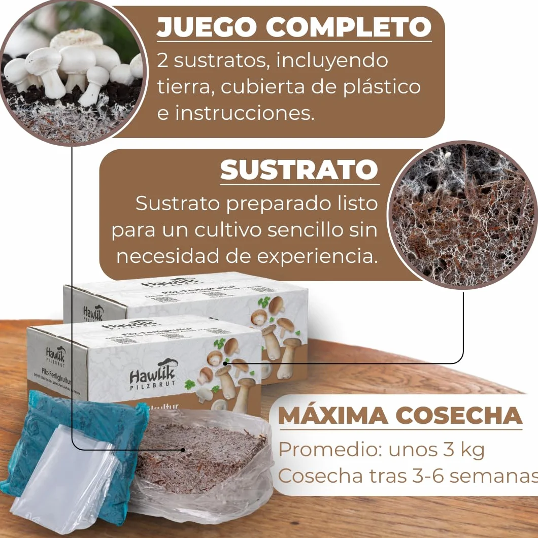 Hawlik Pilzbrut 2 cultivos de champiñones blanco y marrón pequeño Portobello