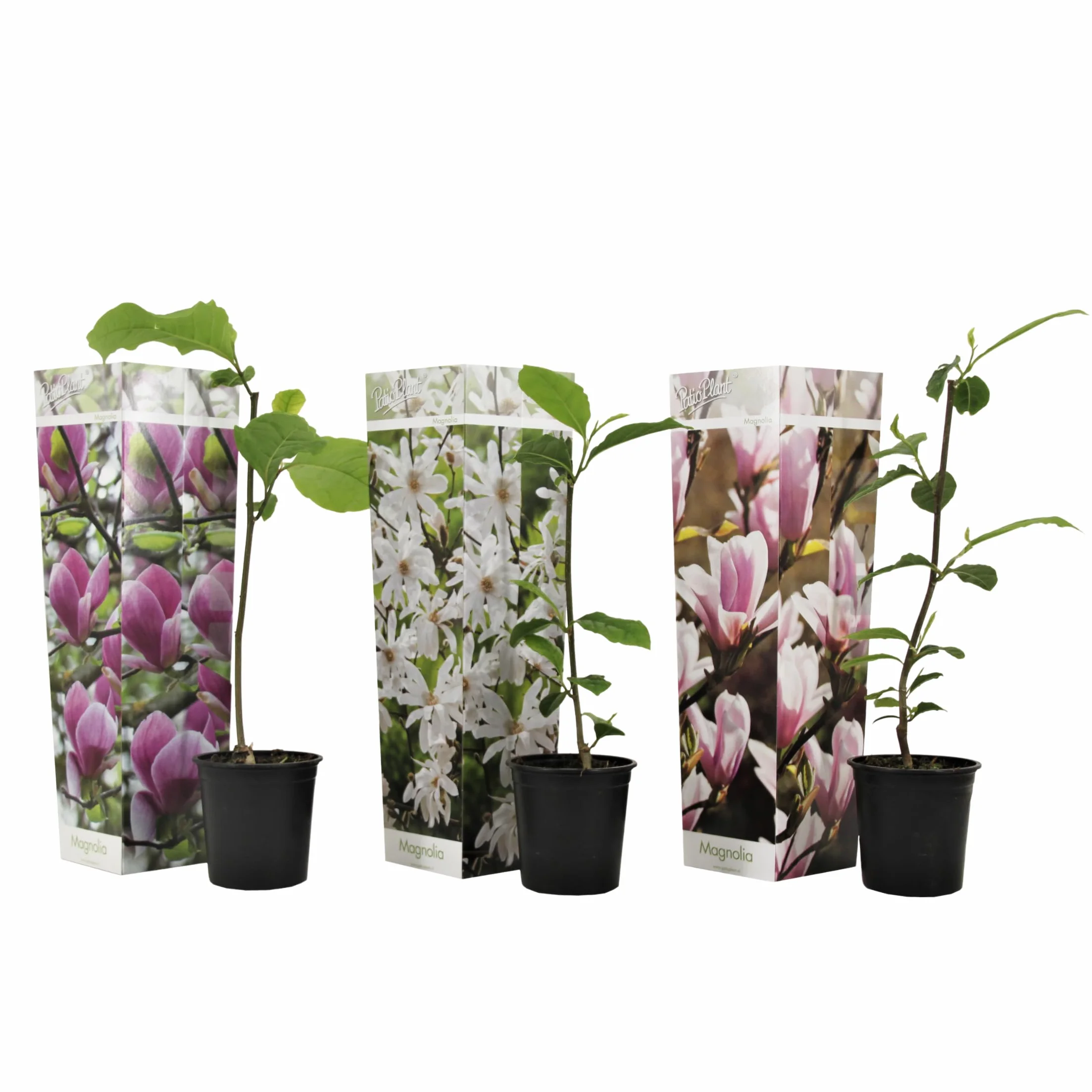 Magnolia Susan Soulangeana Stellata Mix 3 Pack 9cm Pot 25-40cm