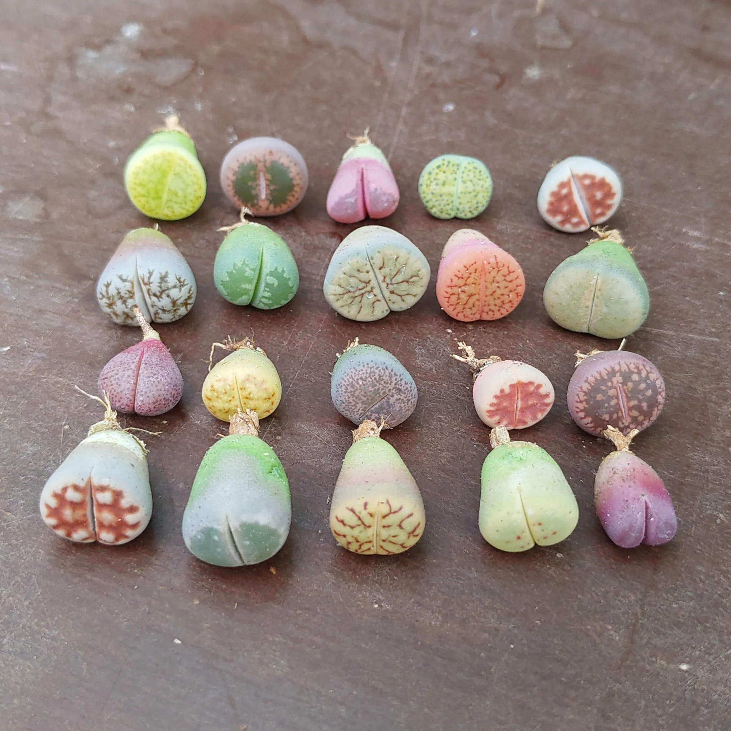 SUNNYPLANTS Lithops Mezcla Raros Suculentas Piedra Viva Mini Plantas Interior 20
