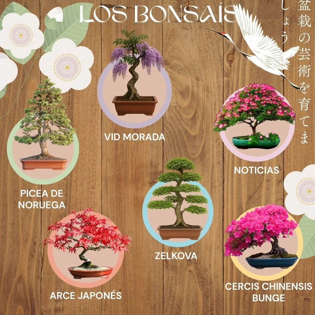 Kit Bonsái Completo para Cultivar 6 Semillas Naturales Jardinería Interior