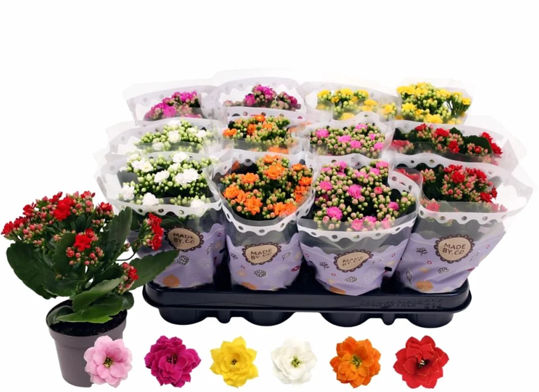 Kalanchoe Calandiva 12 Plantas natural Segura Garden