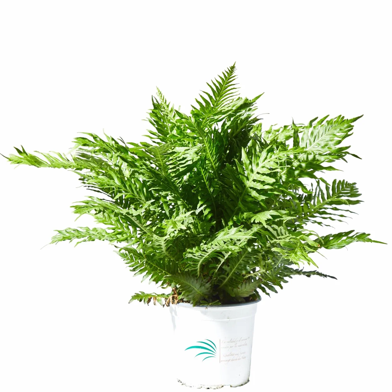 Verdecora Helecho Exterior maceta 3L Hojas Frondosas