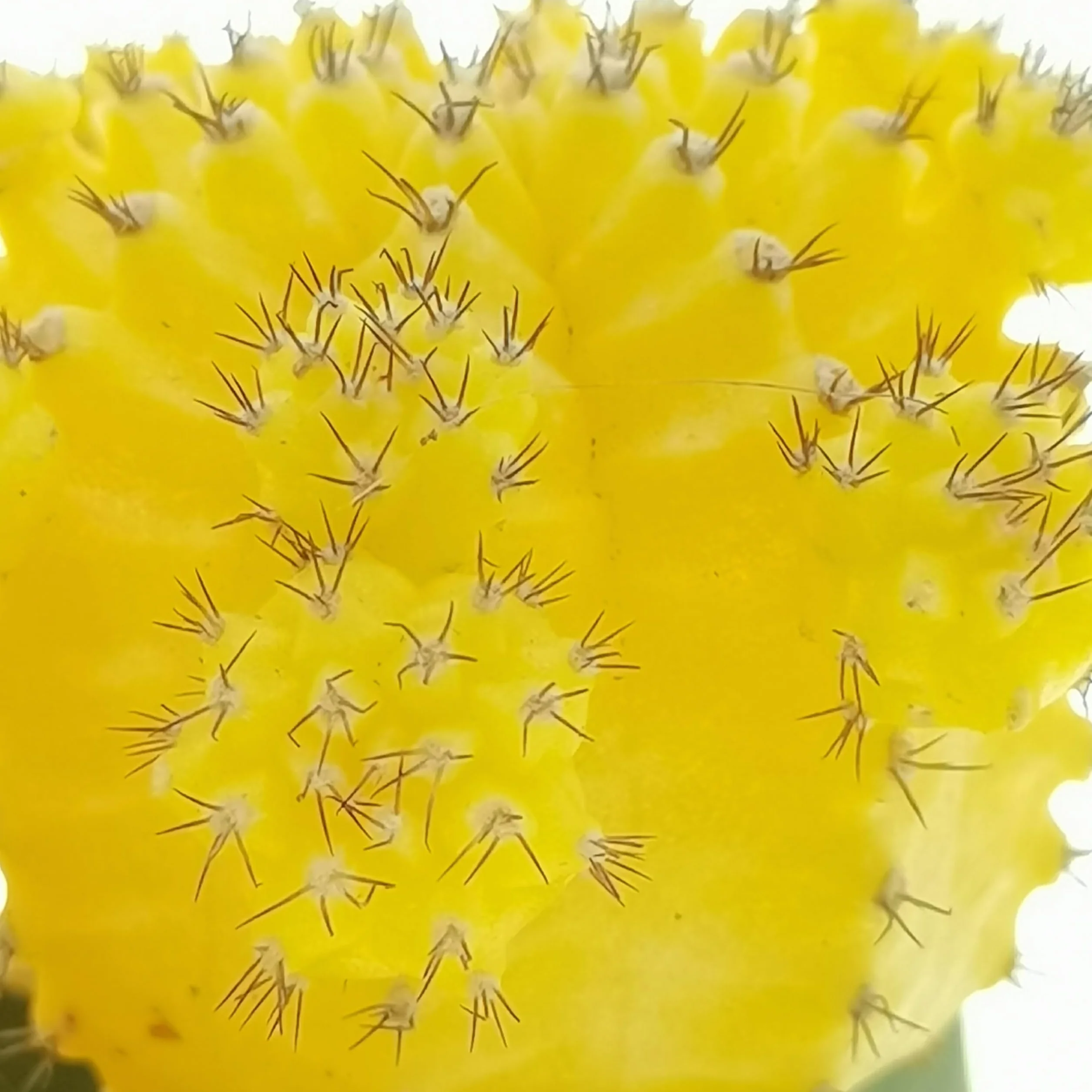 Gymnocalycium - Juego de 3 plantas suculentas reales en macetas de 6,5 cm
