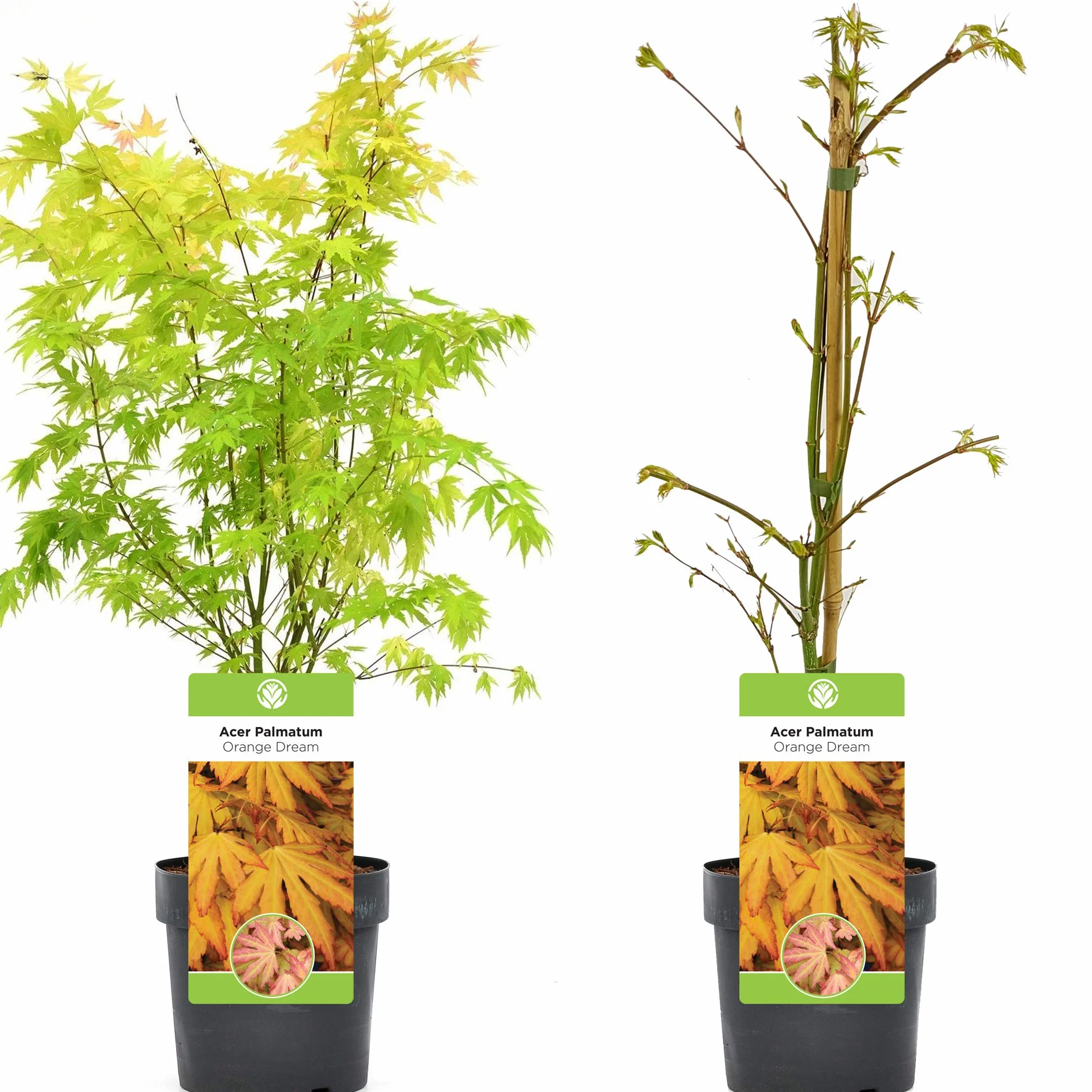 Acer Palmatum Orange Dream 20-40 cm Arce japonés resistente al invierno Arbustos japoneses