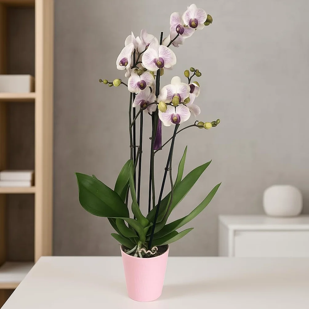 Orquídea Phalaenopsis natural 75 cm 2-3 tallos floridos Blanca veteada