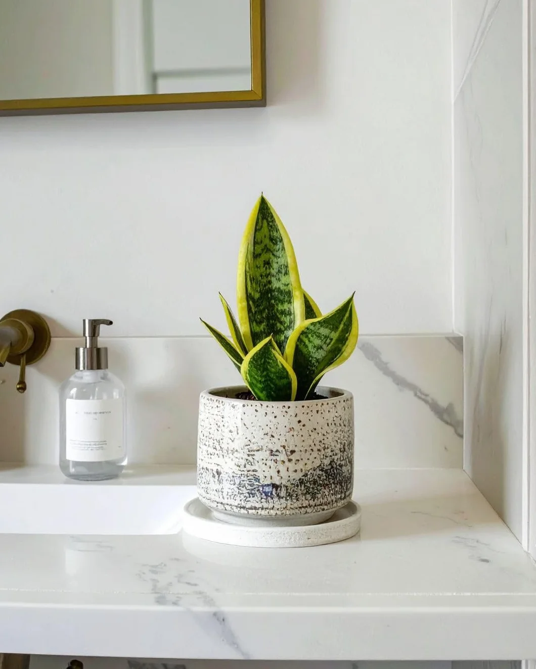 Sansevieria Golden Mini Lengua de Suegra Natural Compacta Maceta Ø5 cm