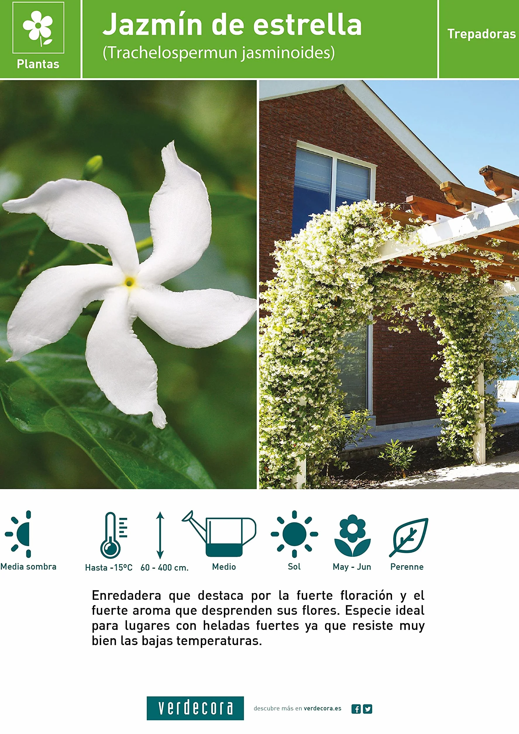Jazmín Estrella - Jazmin Chino o Chile - Falso jazmín Planta natural con flor de exterior (Maceta 3 Litros)