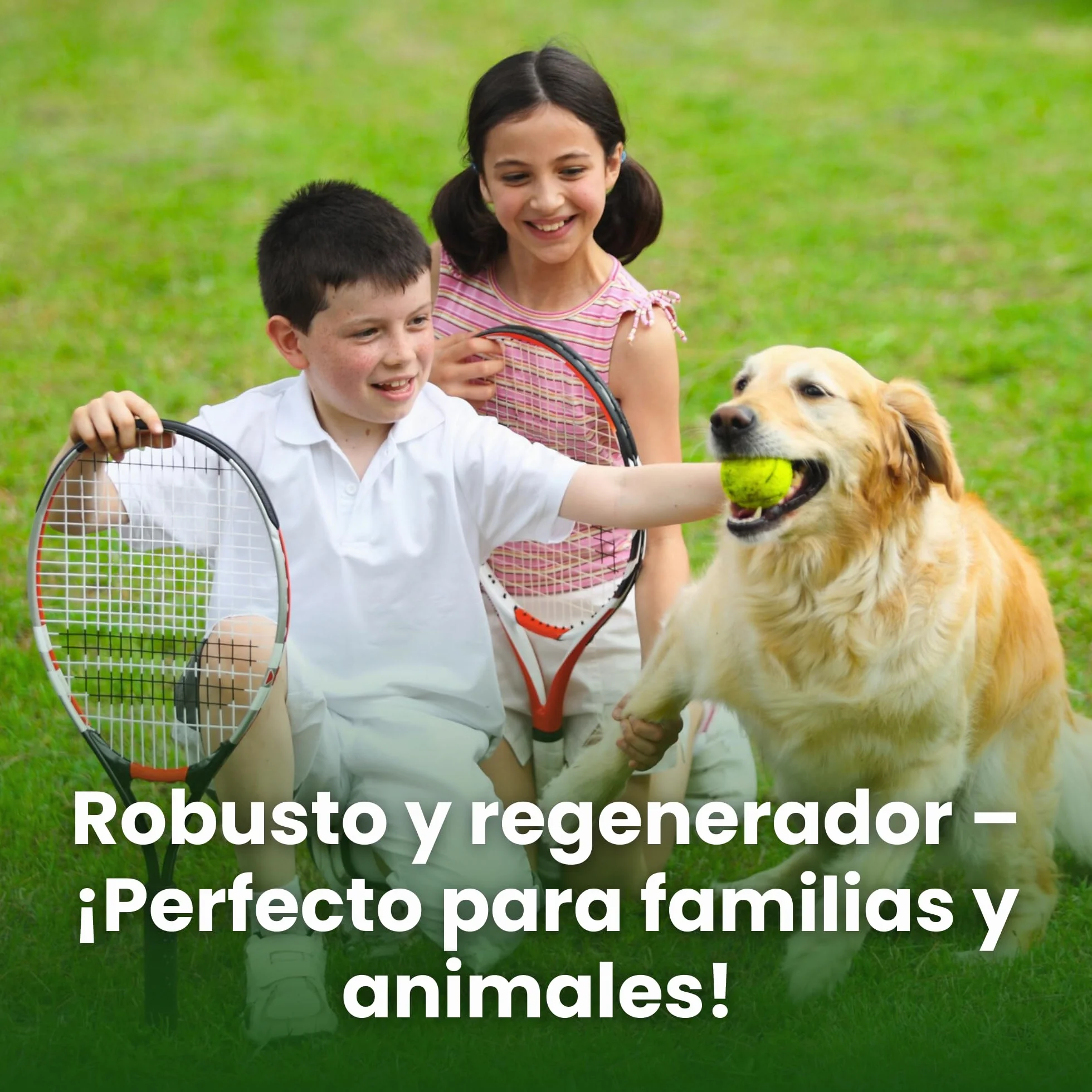 LERAVA CHAMPION semillas césped 30 m² resistente sequía festuca arundinacea bajo consumo agua crecimiento rápido