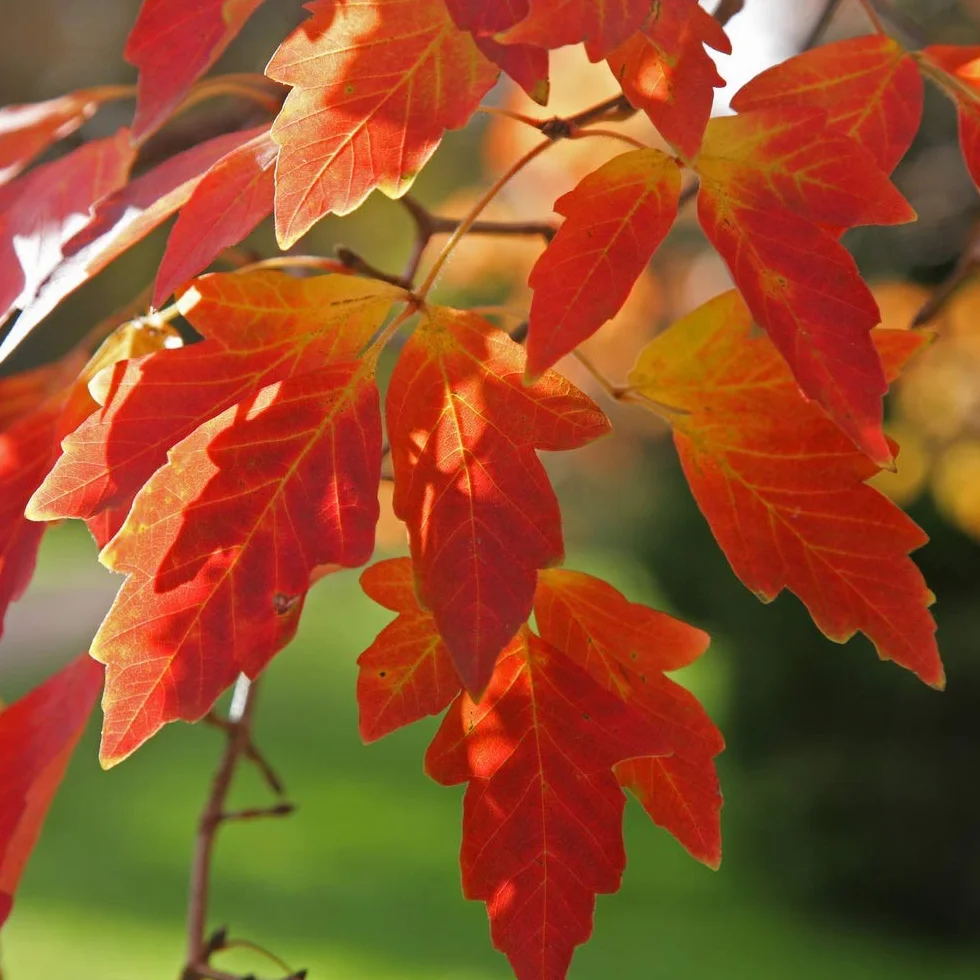 Semillas de Acer Griseum (Acer de papel)