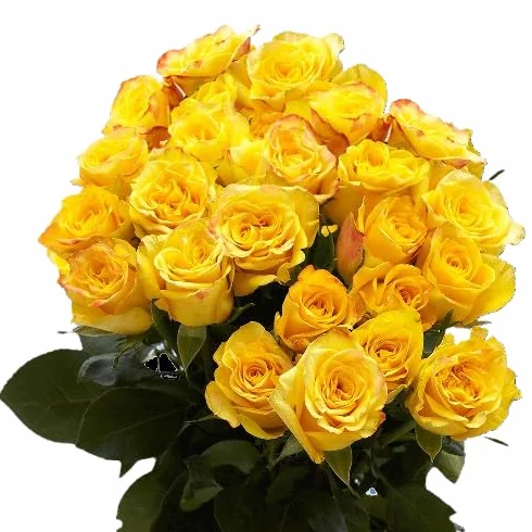 Ramo de ROSAS AMARILLAS Naturales 25 Flores Frescas para Ocasiones Especiales