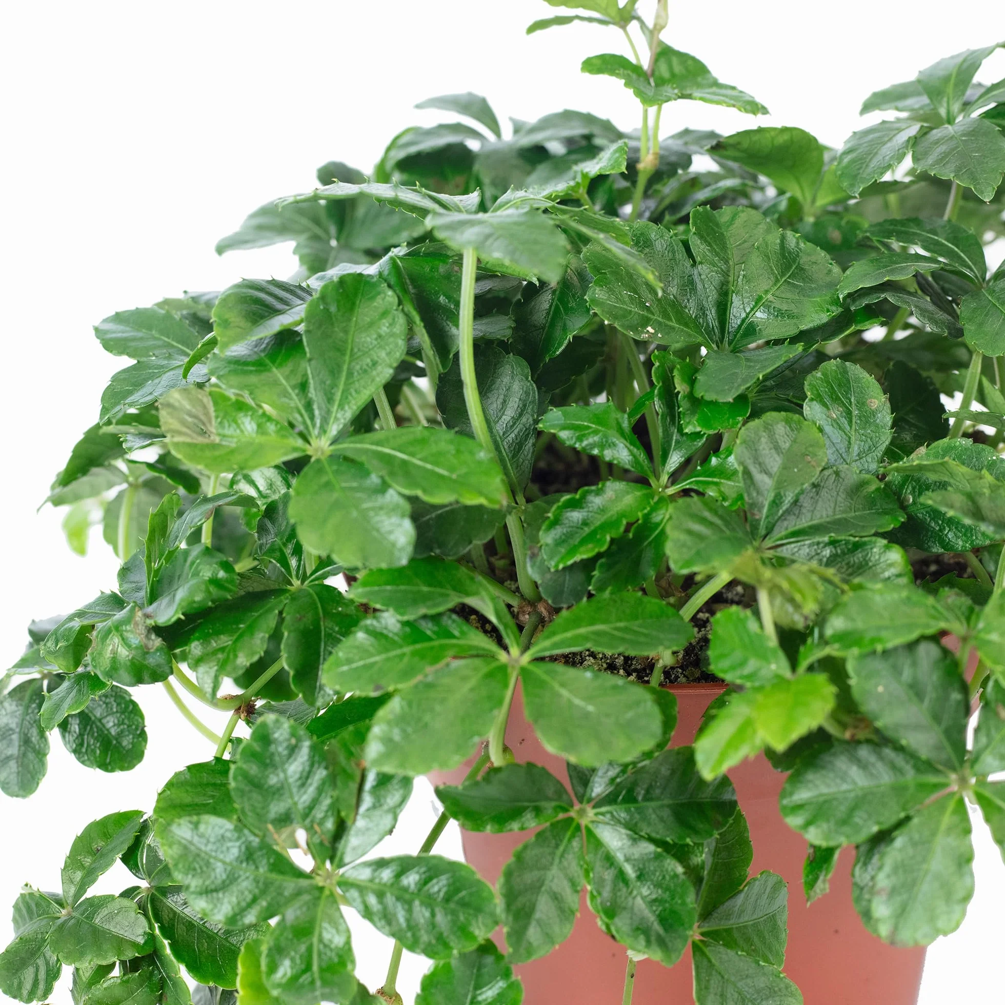 Parthenocissus striata Vino Smit Verona Vein Planta interior real 20 cm maceta 10,5 cm